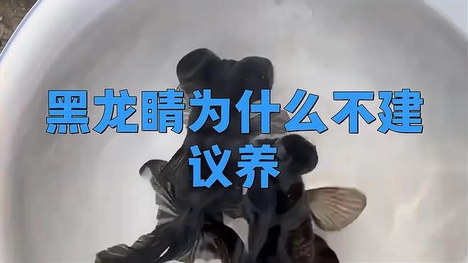 龍睛金魚為什么不建議養(yǎng)了