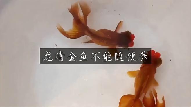 龍睛金魚為什么不建議養(yǎng)了