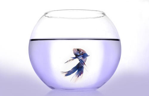 十大頂級進口魚缸品牌
