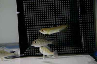 水族男生性格好嗎