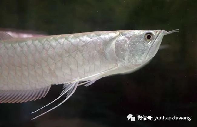 銀龍魚在30度水溫下能存活多久？