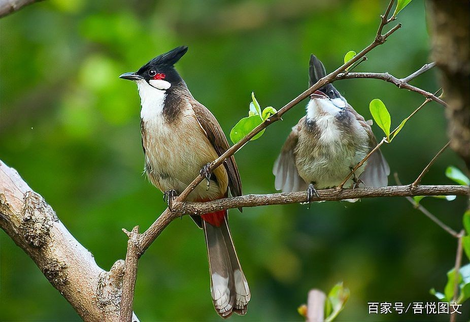紅耳鵯的飼養(yǎng)方法