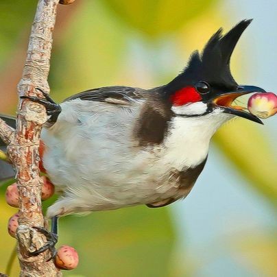 紅耳鵯的飼養(yǎng)方法