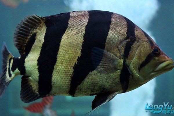 虎魚蘇虎四紋印尼三紋