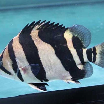 虎魚蘇虎四紋印尼三紋