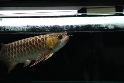 紅龍魚怎樣增色快