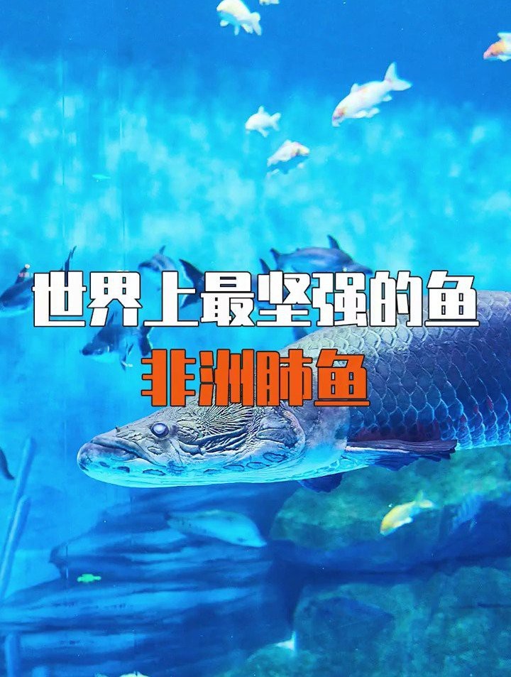 龍魚雞心適合孕婦食用，高尿酸或痛風患者要少吃，輕松復刻~，龍魚雞心怎么做好吃？