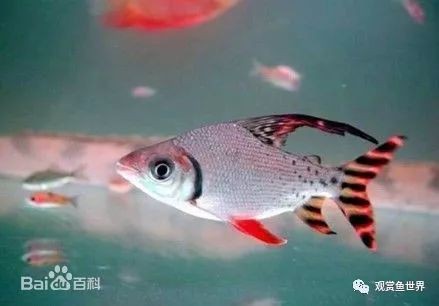飛鳳魚價(jià)格這么貴