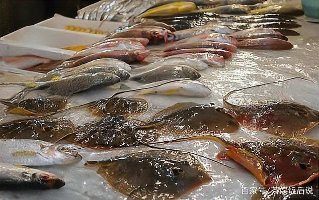 飛鳳魚價(jià)格這么貴