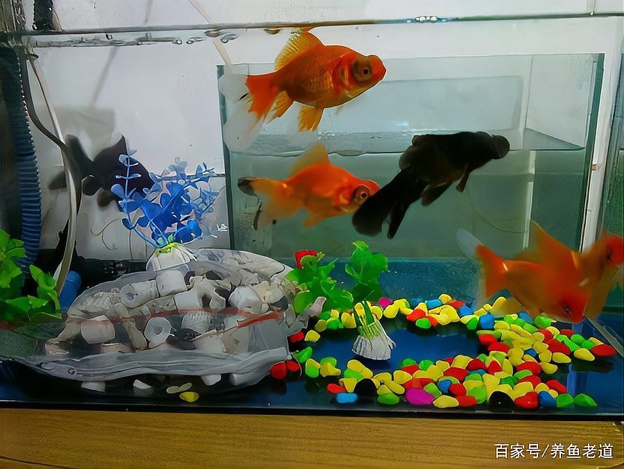 觀賞魚突然死了要警惕