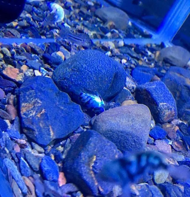 觀賞魚突然死了要警惕