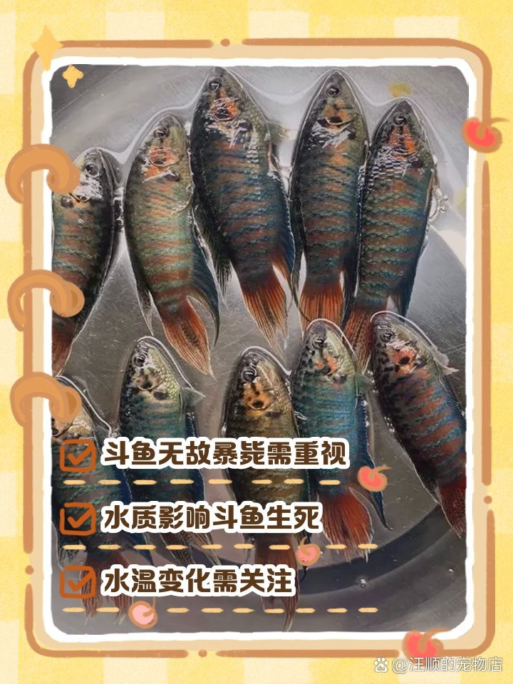 觀賞魚突然死了要警惕