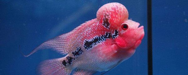 魚缸降溫藥物使用指南：關于魚缸降溫藥物使用的一些建議