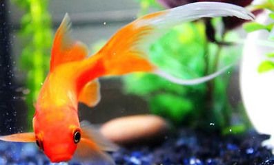 魚缸降溫藥物使用指南：關于魚缸降溫藥物使用的一些建議