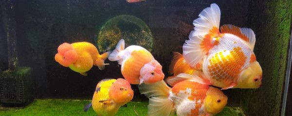 魚缸降溫藥物使用指南：關于魚缸降溫藥物使用的一些建議