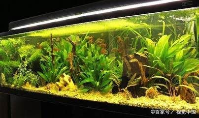 新魚缸養水需要多長時間：新魚缸養水6至9天才能放入小魚，新魚缸養水時間需先消毒殺菌
