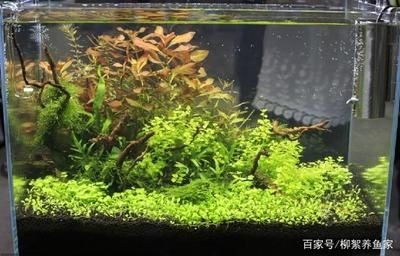 新魚缸養水需要多長時間：新魚缸養水6至9天才能放入小魚，新魚缸養水時間需先消毒殺菌