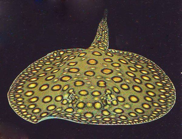 皇冠魟魚適合養嗎 皇冠魟魚適合養嗎 龍魚論壇 第8張