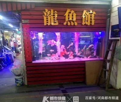 龍魚都市：\"龍魚都市\"可能是由多種因素引起的