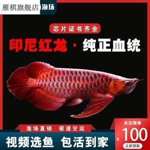 紅龍魚苗價格走勢最新消息（紅龍魚苗價格-最新紅龍魚魚苗價格、批發報價、價格大全）