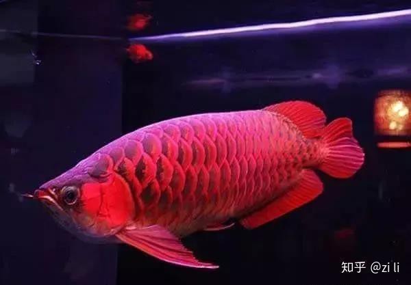 紅龍魚停止生長后還會變色嗎？