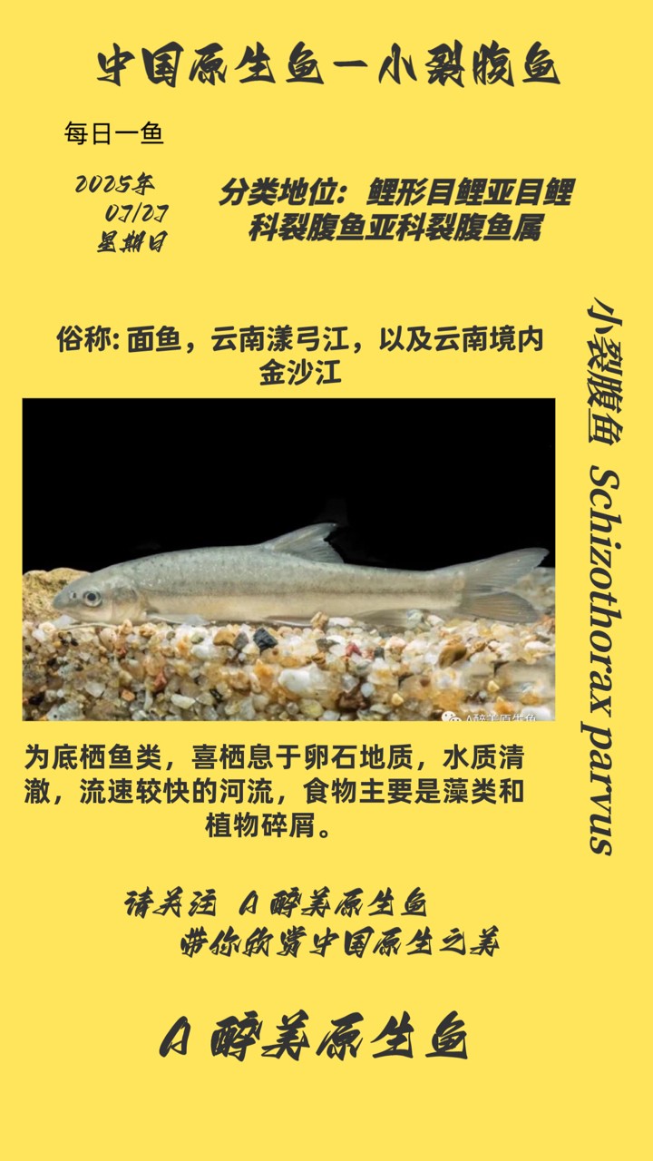 小裂腹魚