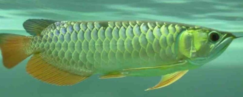 金龍魚啥樣的好（金龍魚養(yǎng)殖水溫控制,金龍魚常見疾病預(yù)防疾病預(yù)防）