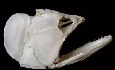 龍魚的頭骨多久開始發育：關于龍魚頭骨發育的一些詳細信息