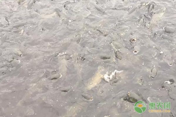 合肥龍魚魚缸加工廠：合肥龍魚魚缸，打造水族藝術的完美家園