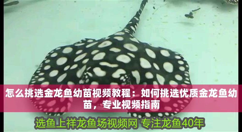 泡藥虎魚(yú)20公分能活嗎