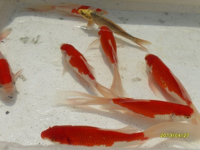 附近賣觀賞魚的