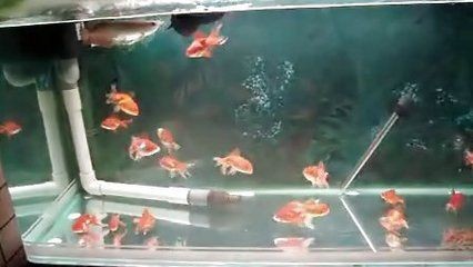 彩蝶魚缸里的超白玻璃是什么水草缸，超白玻璃的選擇：彩蝶魚缸一般多少錢