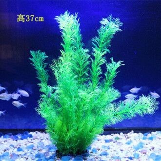 創魔魚缸擺件海草在哪：創造與魔法魚缸擺件海草在哪