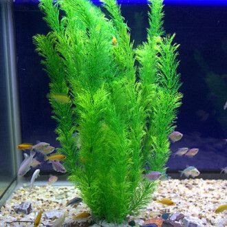 創魔魚缸擺件海草在哪：創造與魔法魚缸擺件海草在哪