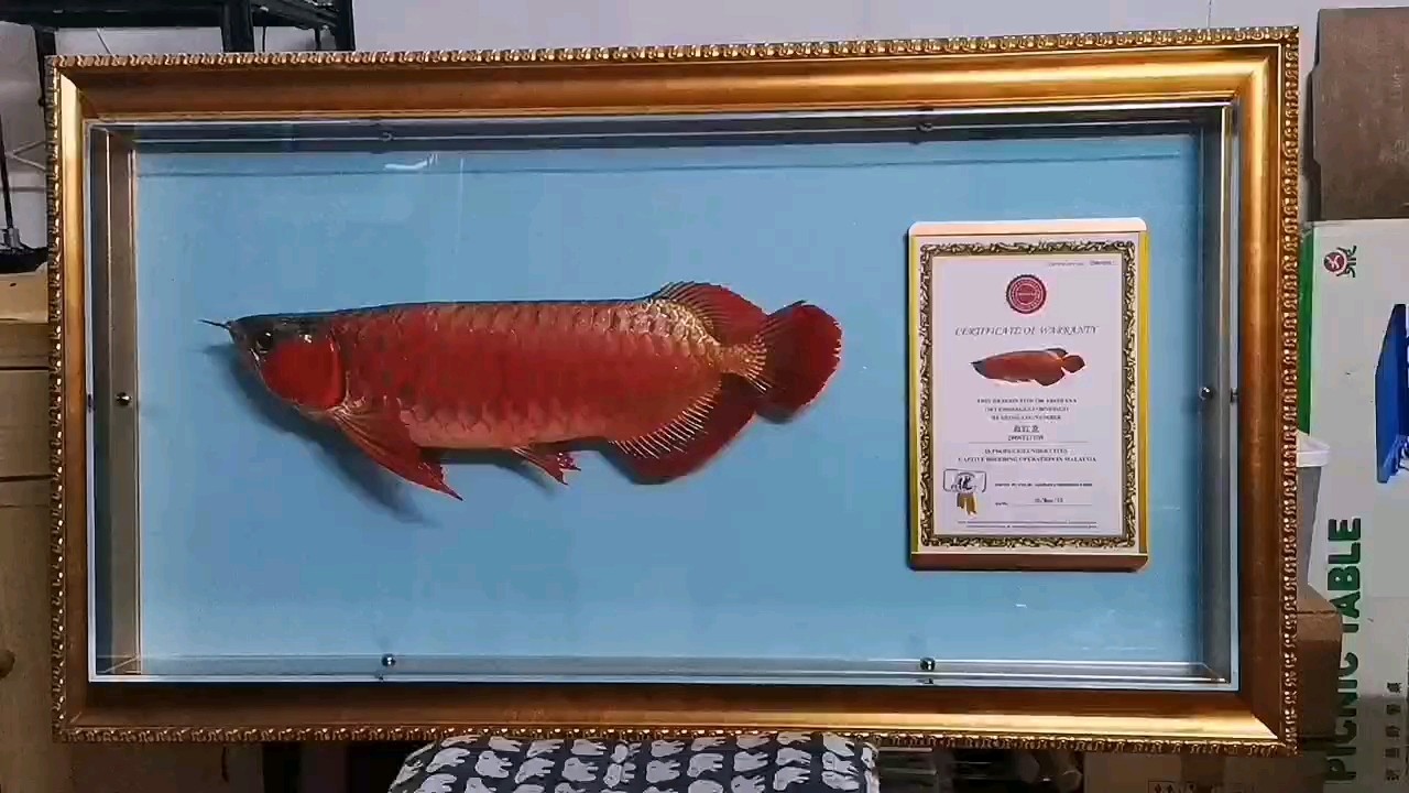 紅龍魚標本欣賞