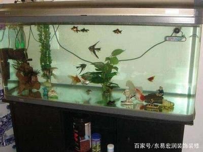 風水學中的魚缸形狀及其風水意義長方形魚缸風水禁忌：家居風水中的魚缸形狀與風水 風水學中的魚缸形狀及其風水意義長方形魚缸風水禁忌：家居風水中的魚缸形狀與風水 魚缸百科 第1張