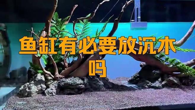 沉木可以直接放魚缸嗎