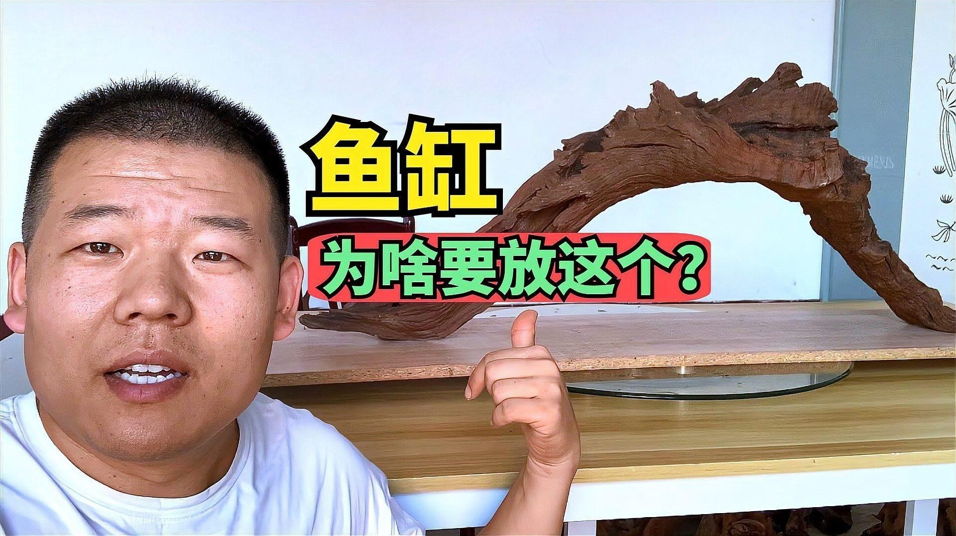 沉木可以直接放魚缸嗎