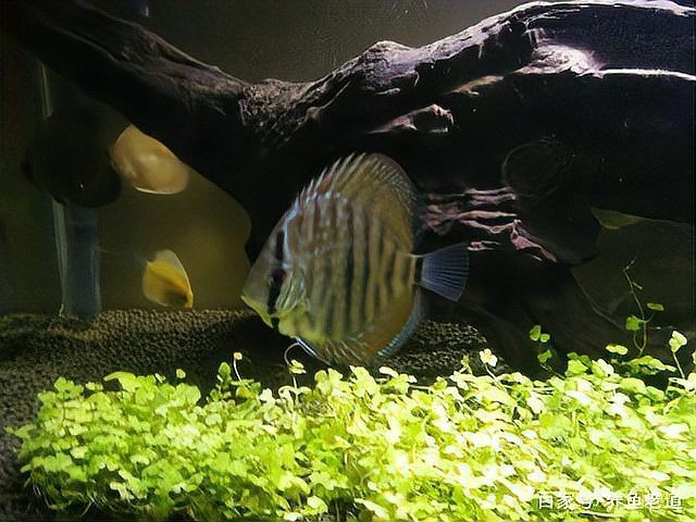 沉木可以直接放魚缸嗎