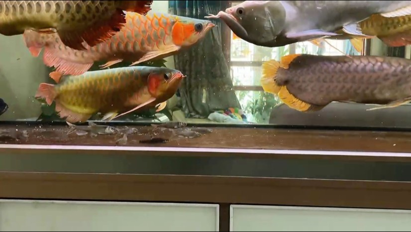 龍魚自助餐