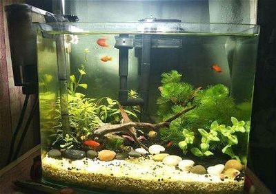 家里倆魚缸：魚缸風水布局的最佳實踐