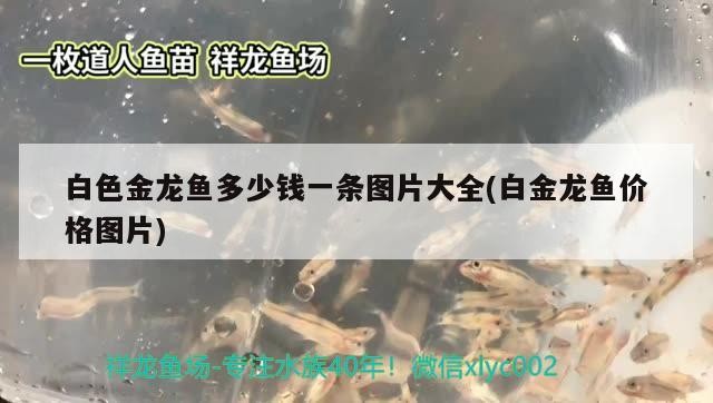 海寧市長安鎮伴它寵物店