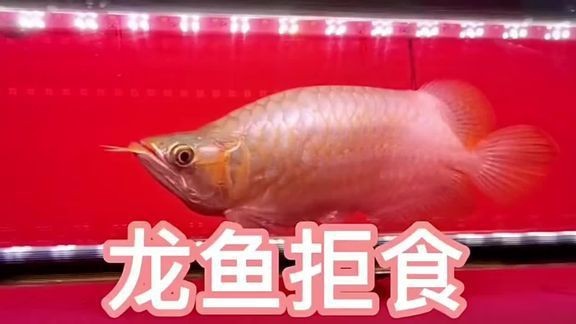 新加坡紅龍魚圖片欣賞視頻播放