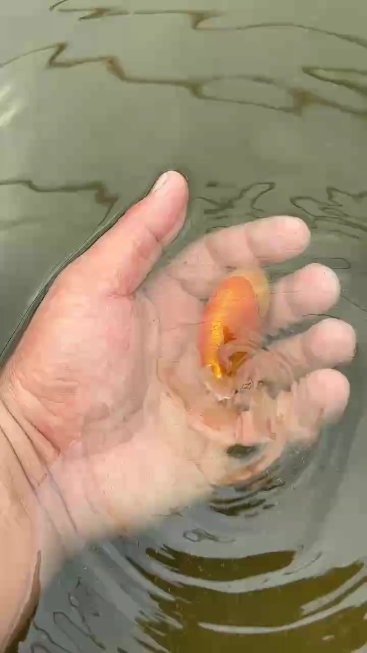 玉面紅袍