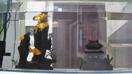 鞍山市經(jīng)濟開發(fā)區(qū)北方水族器材批發(fā)店（鞍山市經(jīng)濟開發(fā)區(qū)北方水族器材批發(fā)店電話）