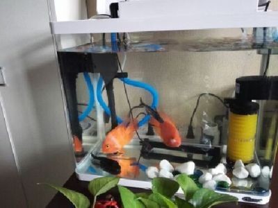 松寶魚缸水泵怎么安裝