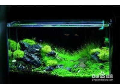 魚缸水白蒙蒙的霧狀是怎么辦（魚缸水白蒙蒙的霧狀怎么辦）