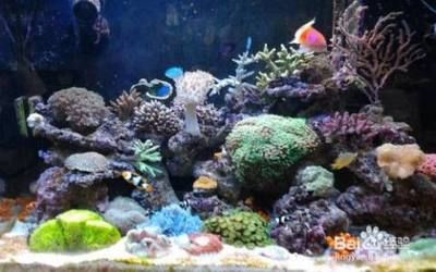 魚缸水白蒙蒙的霧狀是怎么辦（魚缸水白蒙蒙的霧狀怎么辦）