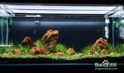 魚缸水白蒙蒙的霧狀是怎么辦（魚缸水白蒙蒙的霧狀怎么辦）