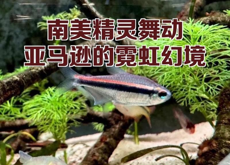 南美觀賞魚有哪些